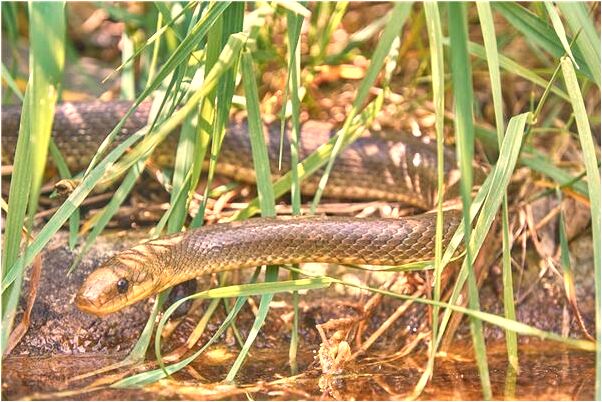 夢到了成熟的棗樹是什麼徵兆_周公解夢官網