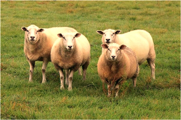 夢到身體可以飄動預示什麼_周公解夢官網