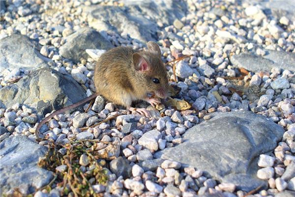 屬鼠人出生月的命運詳情_十二生肖