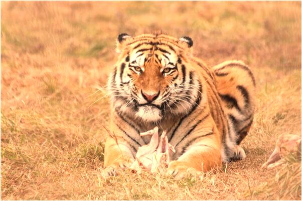 夢見給男友做飯吃是什麼徵兆_周公解夢官網