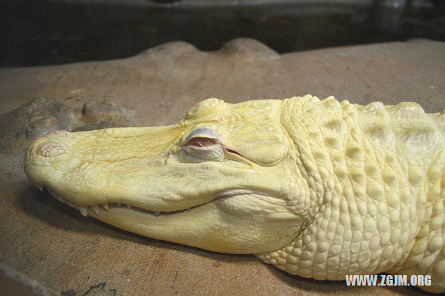 夢見蜈蚣鑽進自己體內_周公解夢夢到蜈蚣鑽進自己體內是什麼意思_做夢夢見蜈蚣鑽進自己體內好不好_周公解夢官網