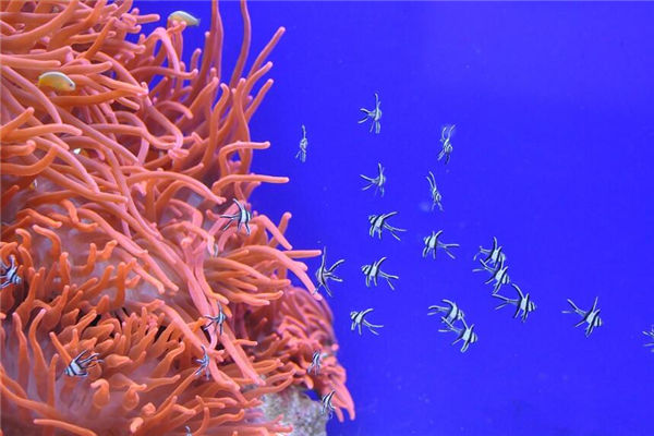 夢見抓小魚是什麼意思_周公解夢