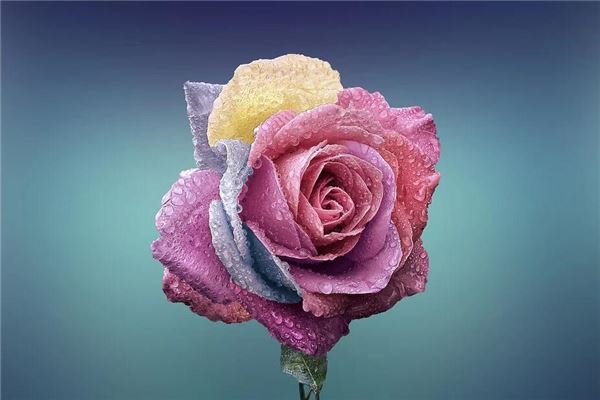 夢見花是胎夢嗎_周公解夢