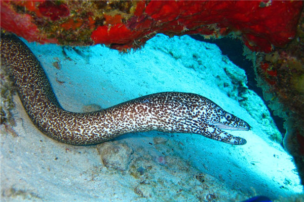 夢見黃善_周公解夢