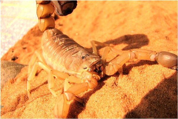 夢見小偷我東西卻沒偷到意味著什麼_周公解夢官網