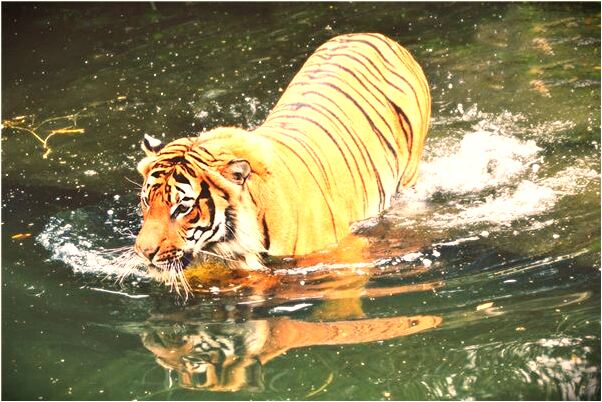 夢見朋友掉很多頭髮成了禿頭有什麼意思嗎_周公解夢官網