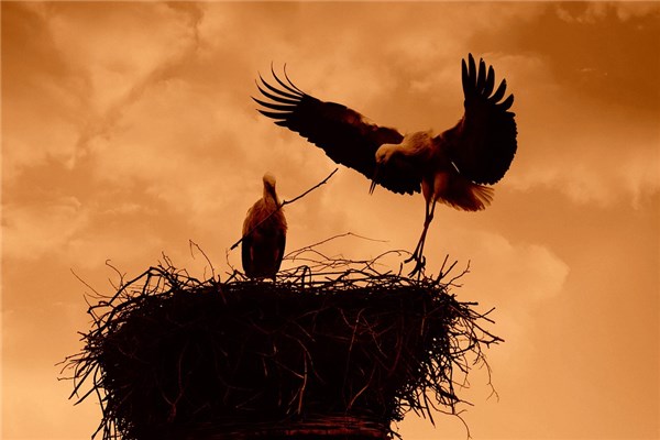 夢到鳩占鵲巢是什麼預兆_周公解夢