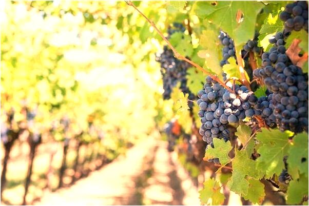 夢見身份證不見了有什麼寓意嗎_周公解夢官網