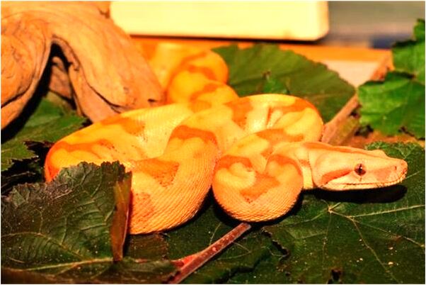 夢到了愛人拉血是啥意思_周公解夢官網