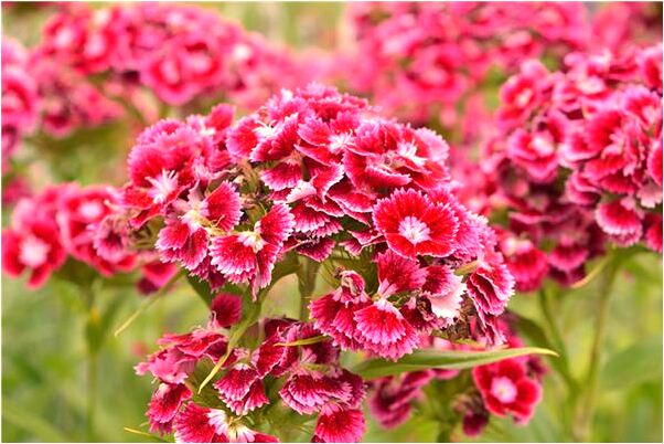 夢到狗咬爛自己的手指是什麼預兆？_周公解夢官網