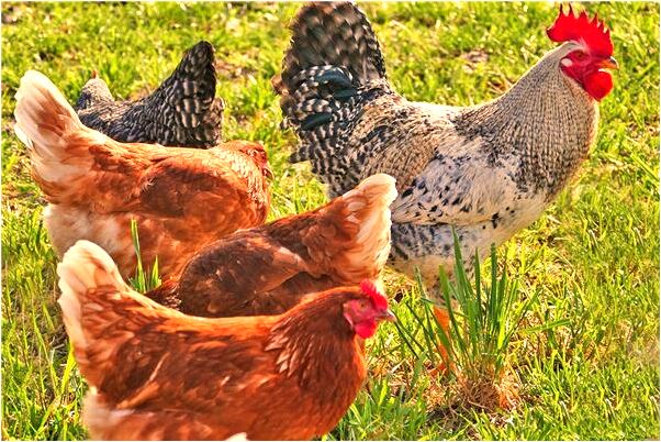 夢到了鍋破了怎么回事_周公解夢官網