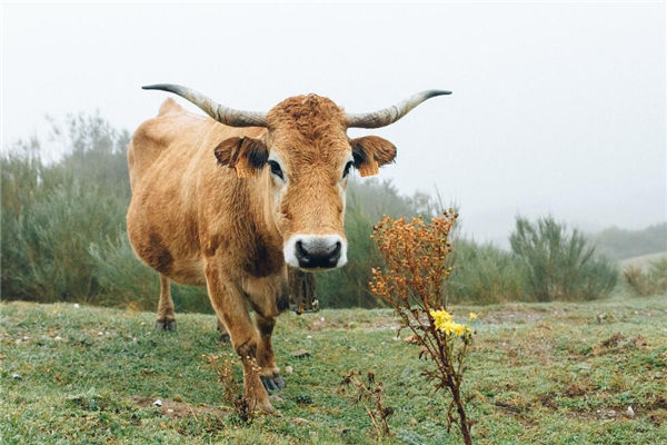 夢見被牛頂是什麼意思_周公解夢