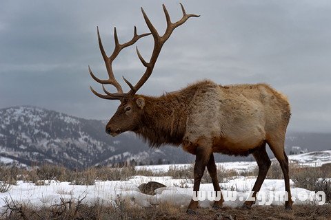 Dream of elk pantomime horse