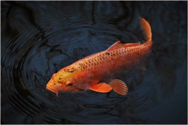 夢見自己網到一條大魚什麼預兆_周公解夢官網