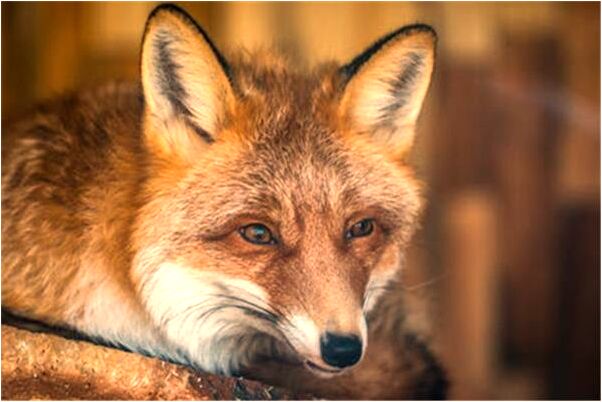 夢到滿地都是麻花意味著什麼_周公解夢官網