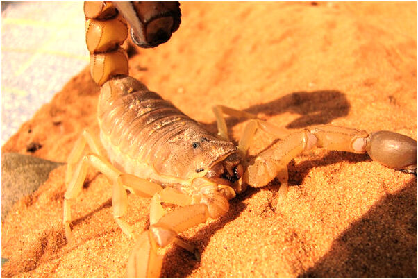 夢到自己兒子鬼上身變成兩個有什麼寓意嗎_周公解夢官網