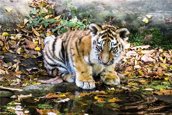 2010年出生是什麼年_十二生肖