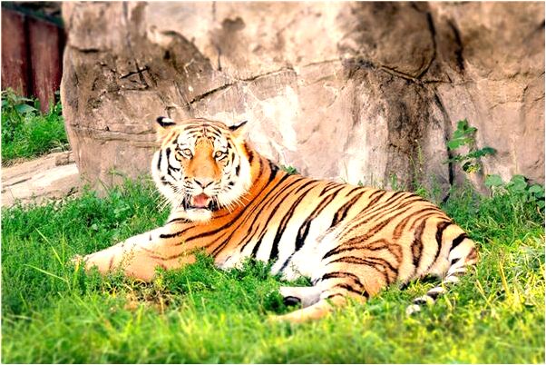 夢到油鍋漏了預示了什麼_周公解夢官網