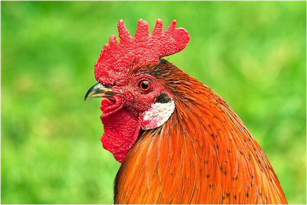 夢見男友刨花生自己撿花生是凶兆還是吉兆_周公解夢官網