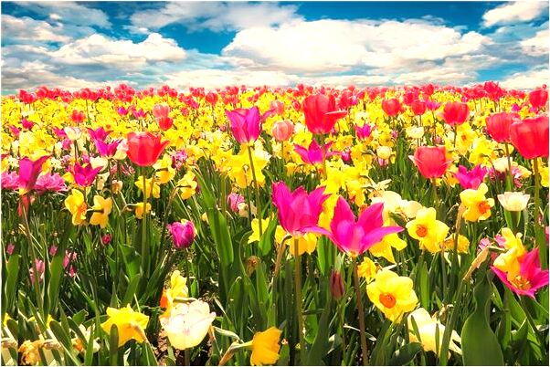 夢見青蛙產卵代表什麼_周公解夢官網