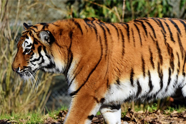 2021年屬相虎年齡桃花運如何_十二生肖