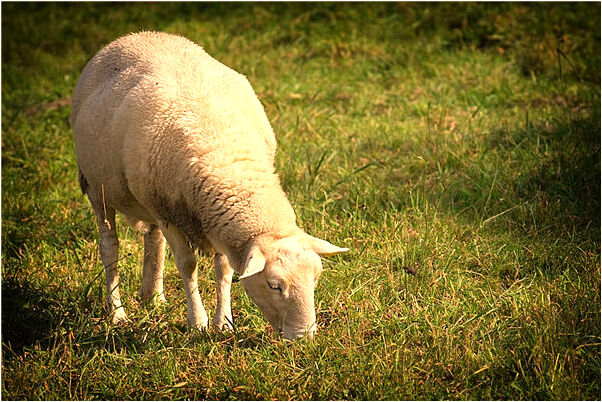夢到了和朋友一起偷紅薯預示什麼_周公解夢官網