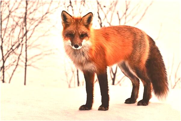 夢見小越水做完實驗拄拐回宿舍是什麼預兆?_周公解夢官網