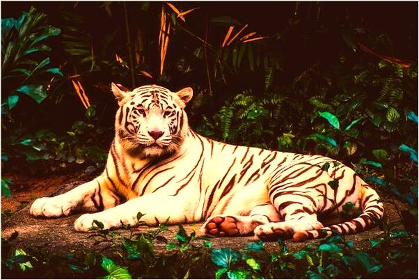 夢見雙頭蛇和蛻的皮有什麼預兆_周公解夢官網