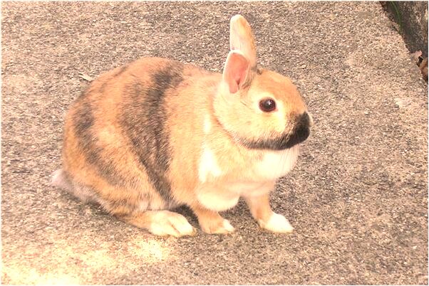 夢見襪子有血是什麼意思？_周公解夢官網