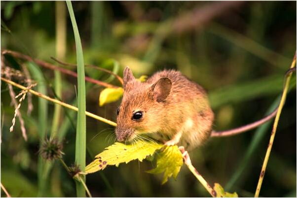 夢到了後背長開口腫瘤帶牙是什麼徵兆_周公解夢官網