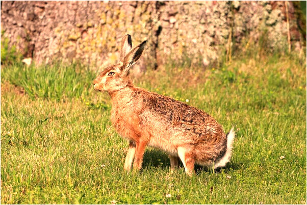 夢到別人送盆栽的預兆_周公解夢官網