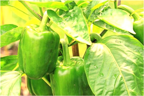 夢到吐黃水和綠水預示什麼_周公解夢官網