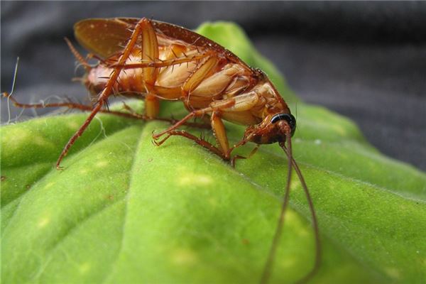 夢見打蟑螂_周公解夢