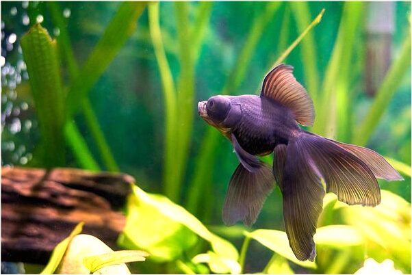 夢到能見一群小貓什麼預兆_周公解夢官網