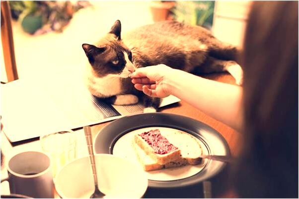 夢見大鱘魚會怎么樣_周公解夢官網