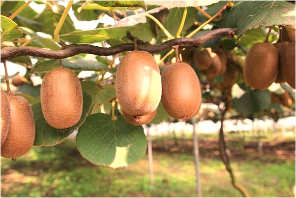 夢到了一條魚頭上長了一對角的預兆_周公解夢官網