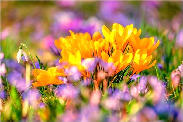 夢到他人車滑入水塘啥意思_周公解夢官網