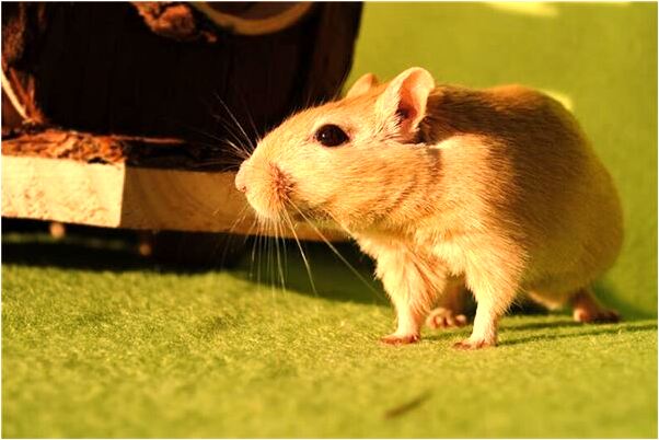 夢見死掉的媽有什麼意思_周公解夢官網