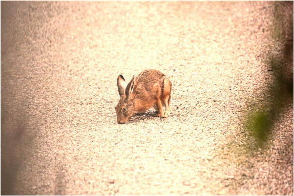 夢到麥地長樹有什麼寓意嗎？_周公解夢官網