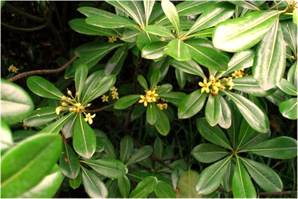 夢到了在井裡拉屎是吉兆嗎?_周公解夢官網