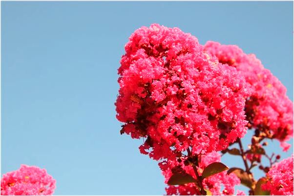 夢到狗吃羊奶有什麼意思嗎_周公解夢官網