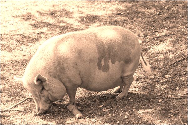 夢見小枯枝被自己弄斷了有什麼說法_周公解夢官網