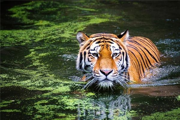 屬虎2010年運程在2021_十二生肖