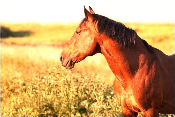 夢見親人出國打工怎么樣_周公解夢官網