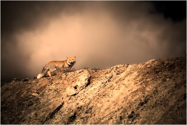 夢到了雞豬鴿子怎么說_周公解夢官網