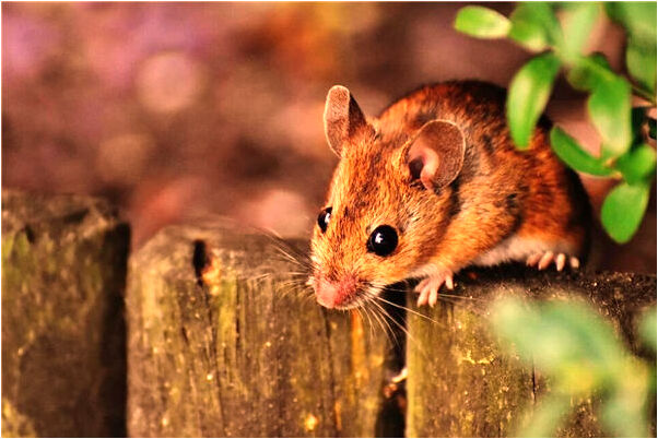 夢見房屋倒塌會是什麼預兆_周公解夢官網