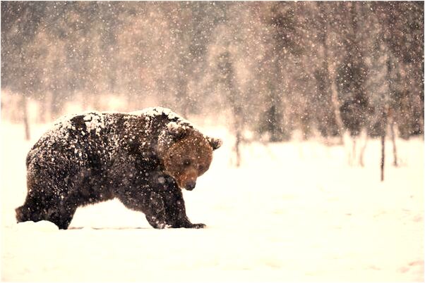 夢見很多猴子偷寶寶是好的徵兆嗎_周公解夢官網