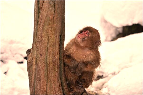夢到了被箭射有什麼寓意嗎？_周公解夢官網
