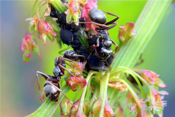 夢到蟲蟻有什麼意思嗎_周公解夢