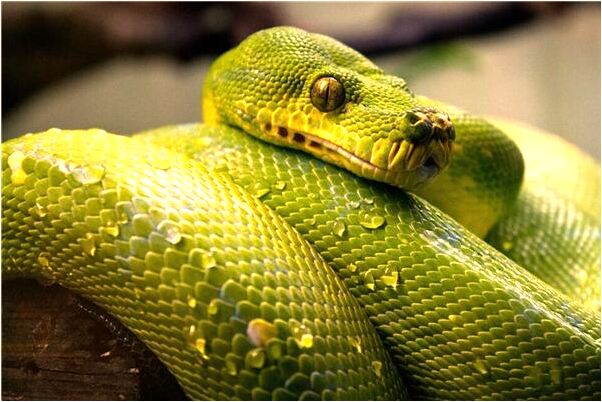 夢到和以前的女朋友打架預示什麼_周公解夢官網